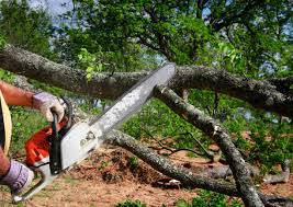 How Our Tree Care Process Works  in  Yorktown Heights, NY